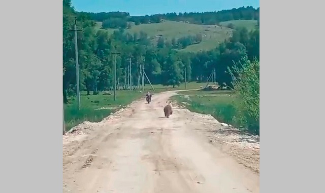 Гнавшегося за мотоциклистом медведя сняли на видео в соседнем с Татарстаном  регионе