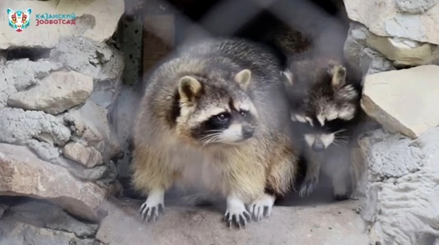 Реакцию енотов на майский снег сняли на видео в Казанском зоопарке
