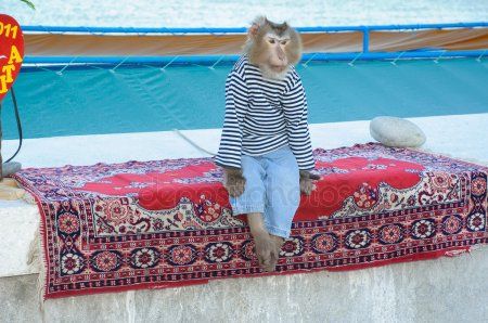 В Казани продают обезьянку для фото с Баумана 