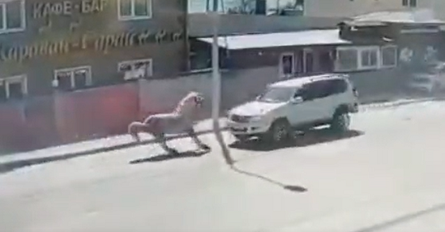 Лошадь стала виновницей ДТП в Южно-Сахалинске - видео 