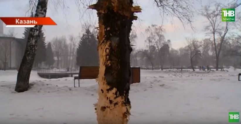 Хозяева «натаскали» собак: в казанском парке Урицкого начали восстанавливать ободранные деревья (ВИДЕО)