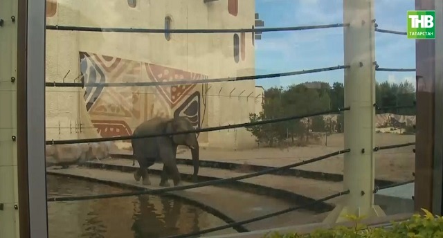В Казанском зооботсаду появился слон Филимон