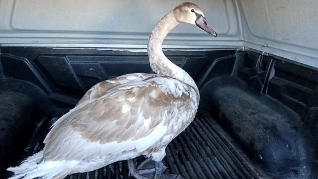 Залетевшего к домашним гусям молодого лебедя спасли в Татарстане