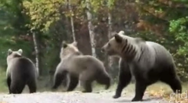 Три медведя: собака навела хищников на след охотника – видео