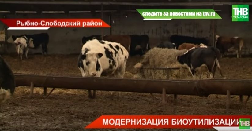 Как в Татарстане будут утилизировать останки животных? - видео