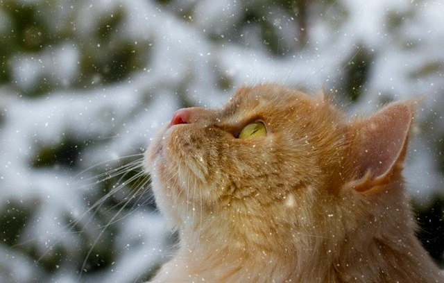 Снег и котик