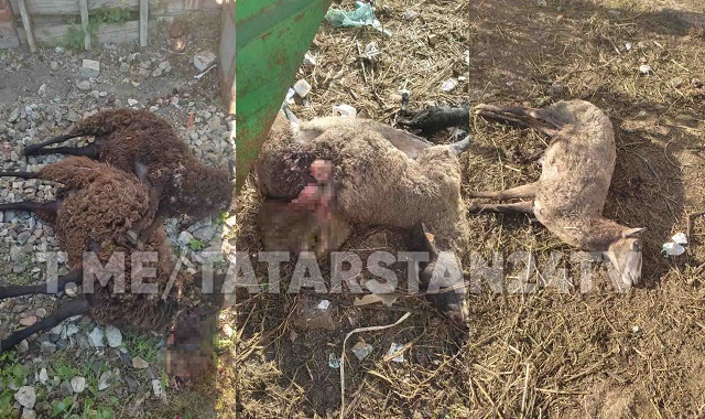 Фермера из Татарстана шокировала жестокость бродячих псов, разорвавших его скот