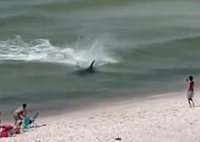 Резвящаяся у берега крупная акула распугала посетителей пляжа – видео