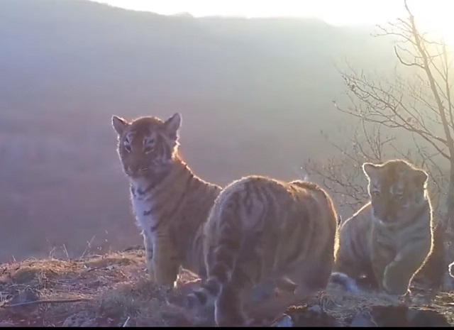 «Пока мама на охоте»: Игры амурских тигрят на Дальнем Востоке попали на видео
