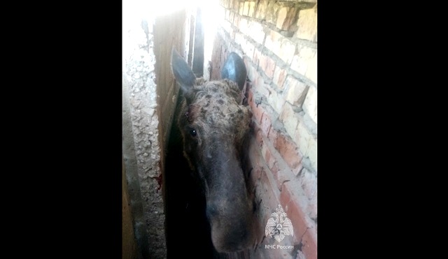 Спасение застрявшего между гаражами лося попало на видео в Татарстане