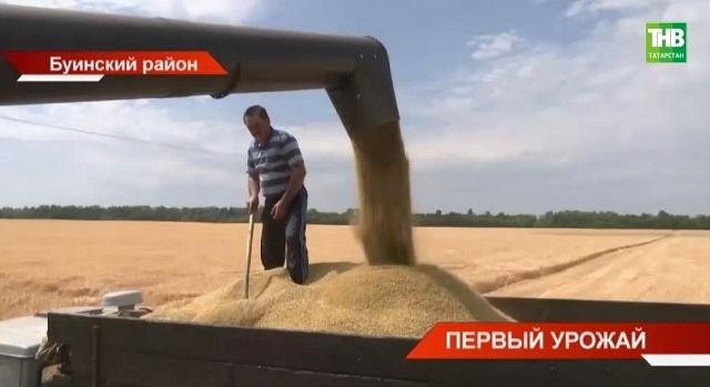 Засуха диктует условия: аграрии Татарстана приступили к уборке урожая раньше срока