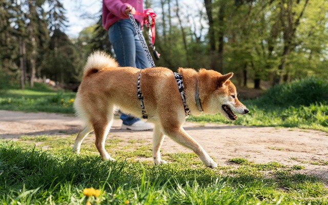 Жителям РТ напомнили о новых правилах выгула собак