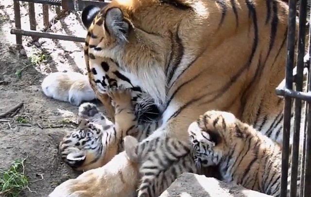 Маленьких, но грозных амурских тигрят сняли на видео в Омской области