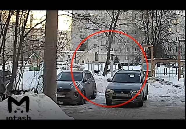 Mash: нападение стаи собак на школьницу в Казани попало на видео
