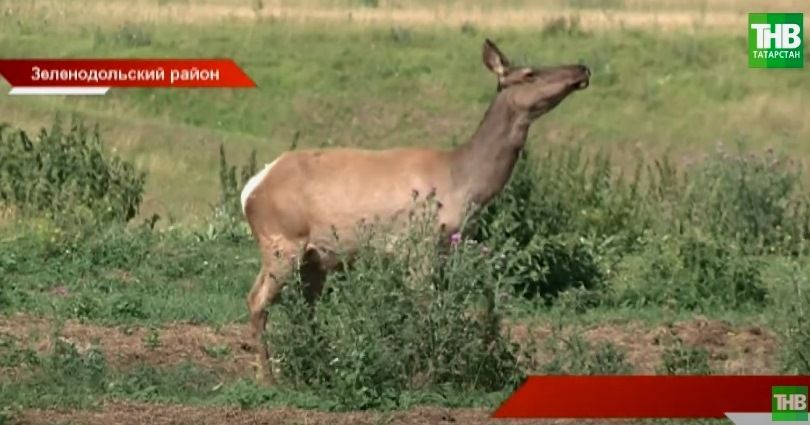 Татарстанская ферма маралов в Нурлатах становится центром реабилитации диких животных – видео 