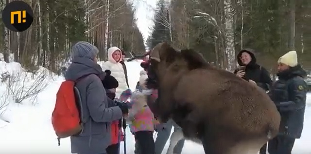 В национальном парке Челябинской области лось напал на маленькую девочку – видео