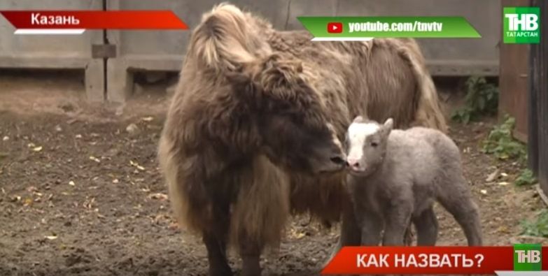 В Казанском зоопарке родился як (ВИДЕО)