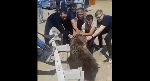 Вызволившим застрявшего во фляге медвежонка якутянам пришлось уносить ноги – видео
