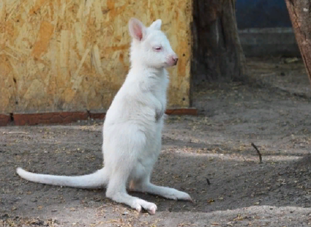 В Казани в зоопарке «Регина» родился кенгуренок-альбинос