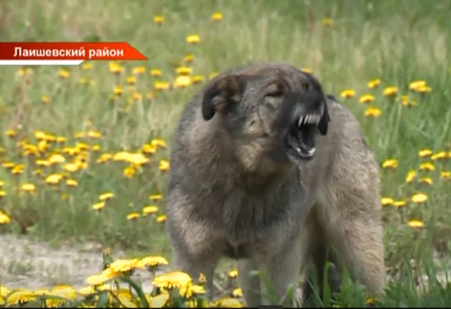 Жителей татарстанского поселка Усады держат в страхе бродячие псы - видео