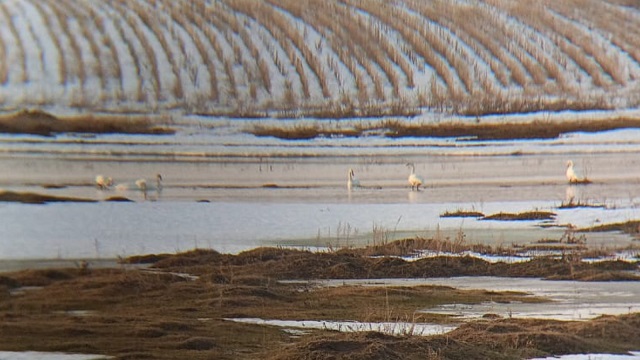 В Татарстан начали возвращаться семейные пары лебедей