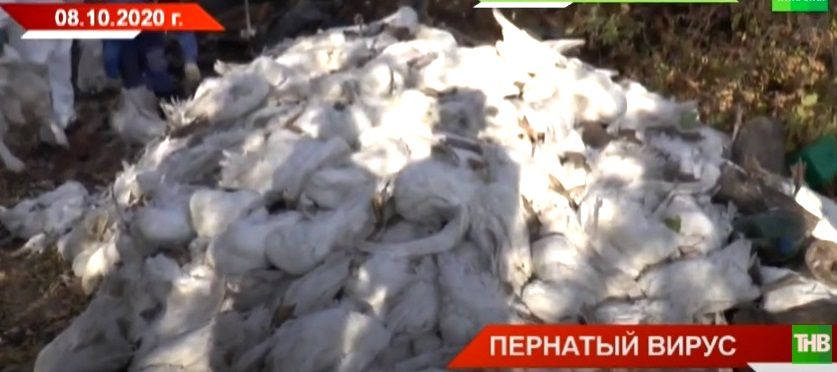 Как чипирование птиц позволит избежать вспышки птичьего гриппа в Татарстане - видео