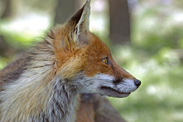 В Татарстане открывается сезон охоты на лисиц