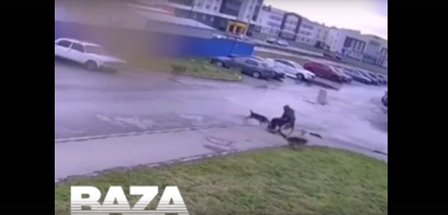 В Челябинске инвалид-колясочник спас четвероного друга от растерзания бродячих собак – видео