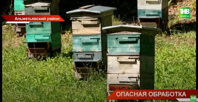 Опасная обработка: в Татарстане пасечники бьют тревогу - видео