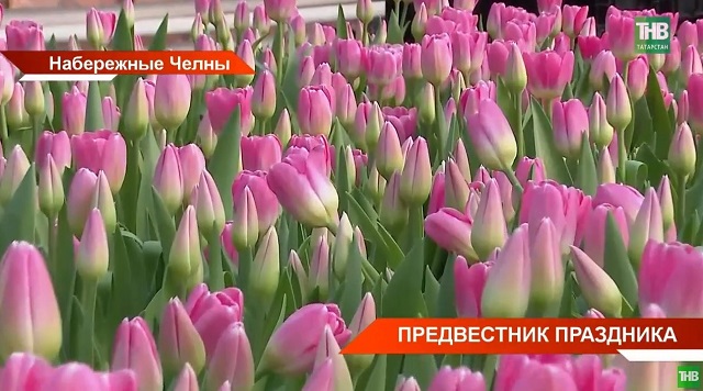 97 000 тюльпанов разных видов и сортов: как выращивают цветы в теплице Набережных Челнов