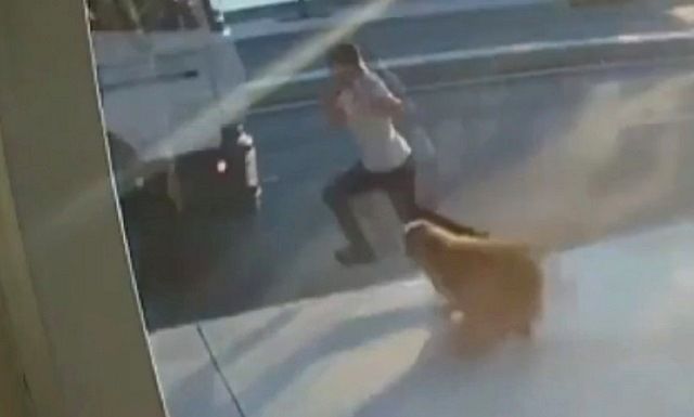 По вине агрессивной собаки мужчина попал под грузовик – видео