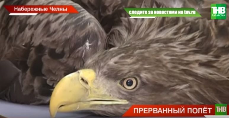 Орнитологи из Набережных Челнов спасли беспомощного орлана-белохвоста (ВИДЕО)