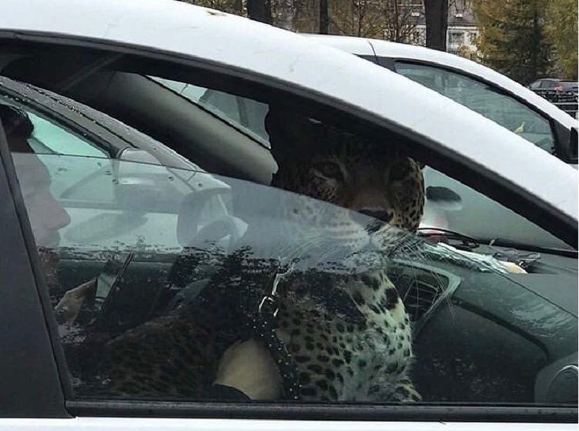 Для поездок на такси жители Казани стали брать с собой ягуаров