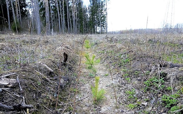 Нацпроект: в осенний период в Татарстане стартует новый лесокультурный сезон