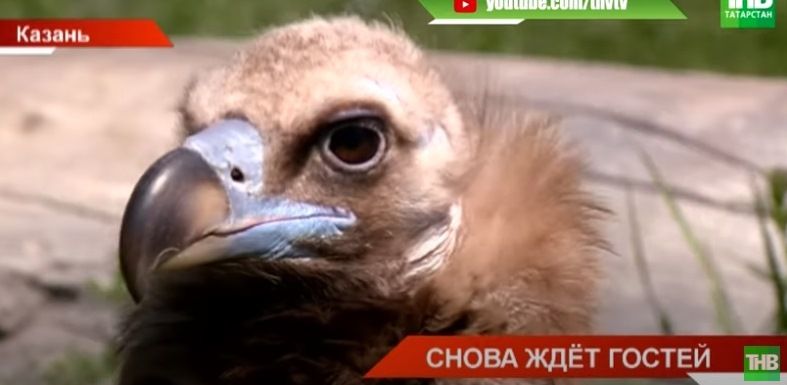В Казани открылся зооботсад «Река Замбези» - видео