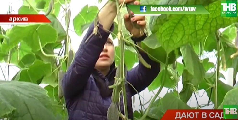 Татарстанским садоводам в качестве мер поддержки начали выдавать удобрение – видео