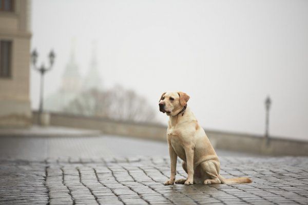 Что же будет с бездомными животными в Казани? (ВИДЕО)