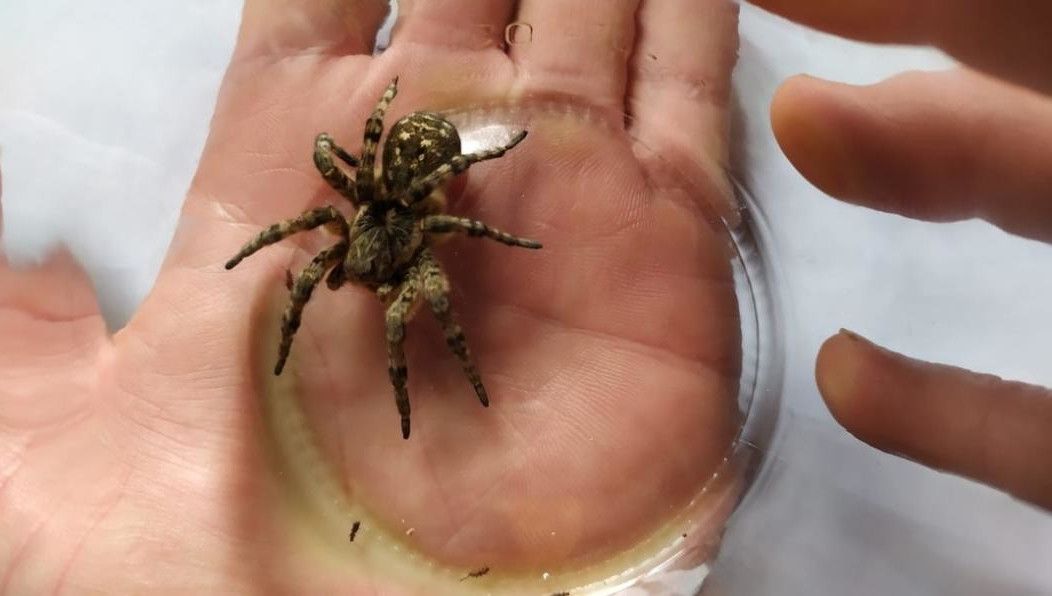 В Татарстане в частном доме поймали южнорусского тарантула