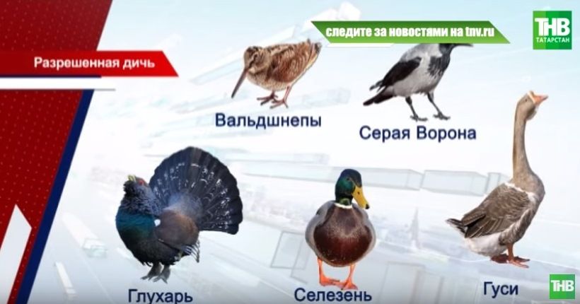 В Татарстане перенесли сроки весенней охоты – видео