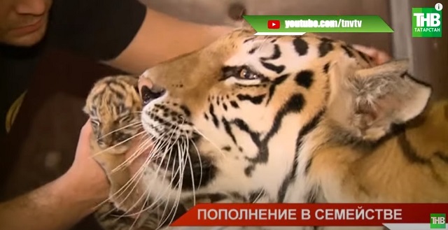 В Казанском цирке у тигрицы Магды родились четверо малышей – видео
