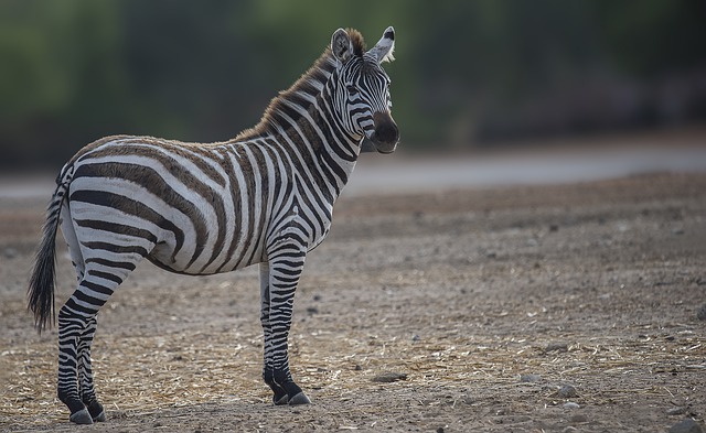 В Казани в зоопарке «Река Замбези» появилась зебра