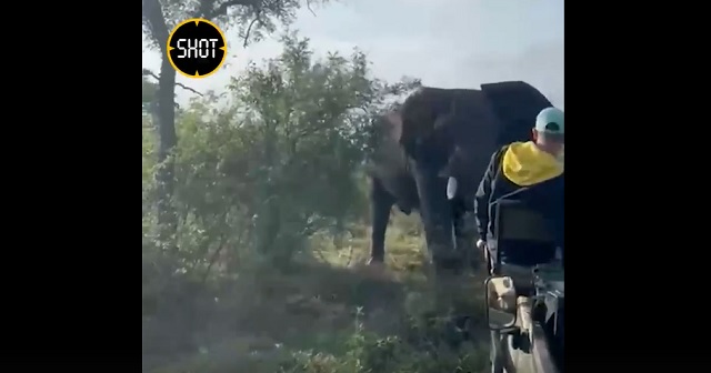 Обезумевший слон атаковал джип со студентами во время сафари – видео