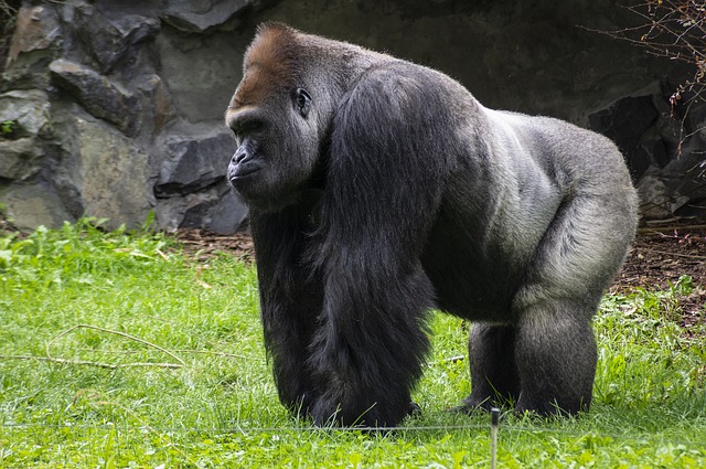В зоопарке Казани «Река Замбези» поселилась горилла Мавинго из Австралии
