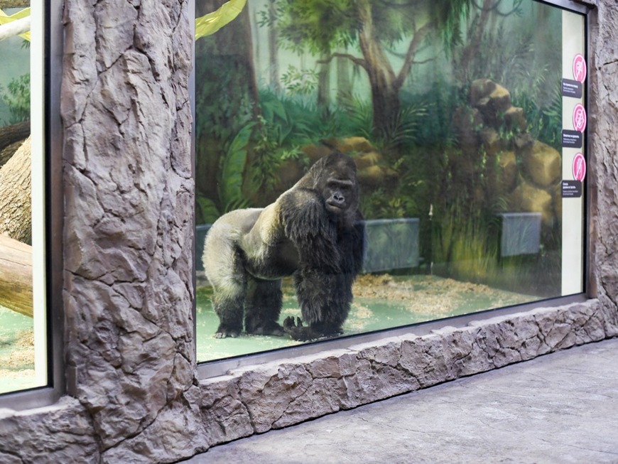 "Замбези елгасы" зоопаркына Австриядән Мавинго кушаматлы горилла күченде