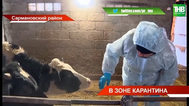 Татарстанның 29 авылында карантин кертелде - сыер тотучыларга нәрсәне белеп торырга кирәк?