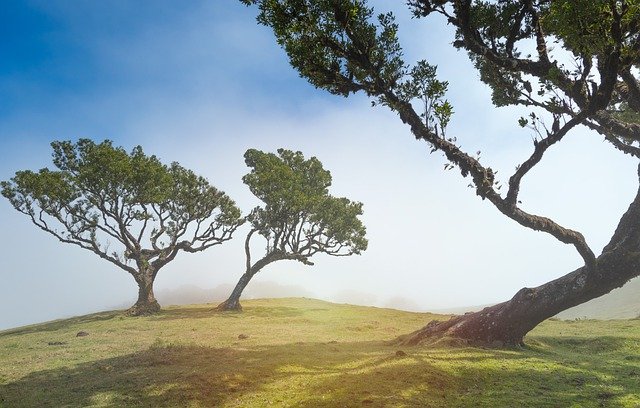 150 ученых выяснили, что им предстоит открыть на Земле 9 000 видов деревьев