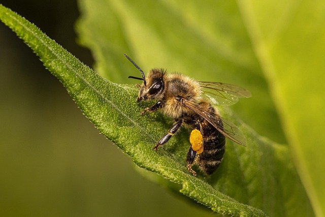 Ученые объяснили неспособность пчел летать над зеркалом