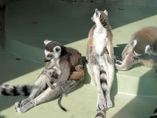 Двойня кошачьих лемуров появилась на свет в зоопарке «Река Замбези» в Казани - видео