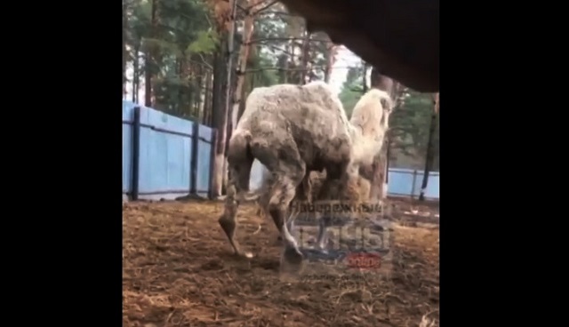 Зоопарк челны. Верблюд в Казанском зоопарке. Ивановский зоопарк осел. Найти корову.