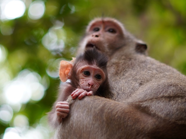 ВОЗ: вспышка оспы обезьян связана с изменением климата